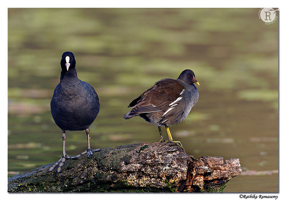Common Moorhen (Gallinula chloropus)_DD33920