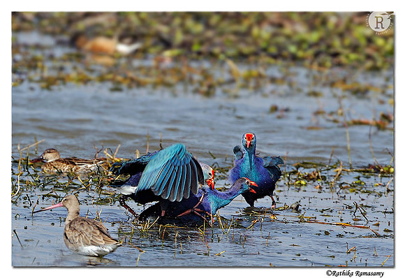 Purple Swamphen (Porphyrio porphyrio)_DD34900
