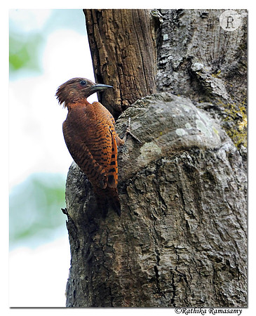 Rufous Woodpecker(Micropternus)_DD31790