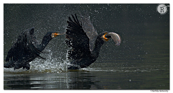 Great Cormorant (Phalacrocorax carbo)_D4R8820