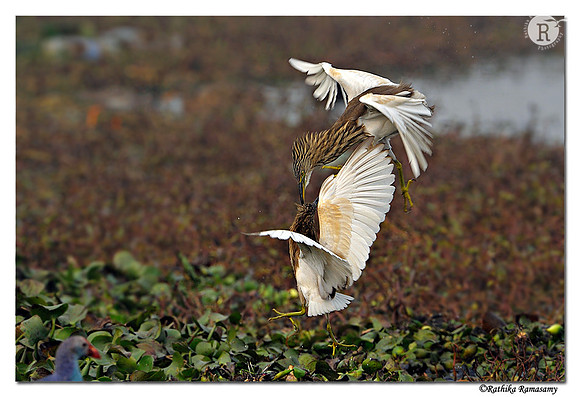 Clash of the Heron_DD33889