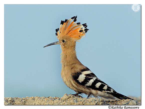 Hoopoe (Upupa epops)_DD35262