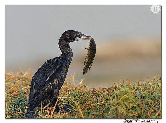 Little Cormorant (Phalacrocorax niger)_DD37920
