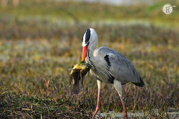 Grey heron_BHR2325