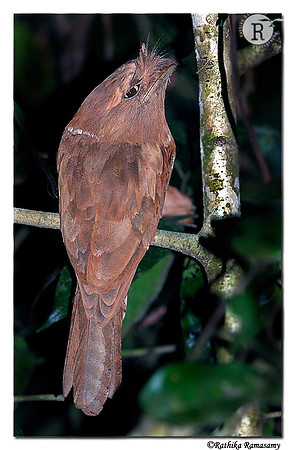 Sri Lanka Frogmouth(Batrachostomus moniliger)