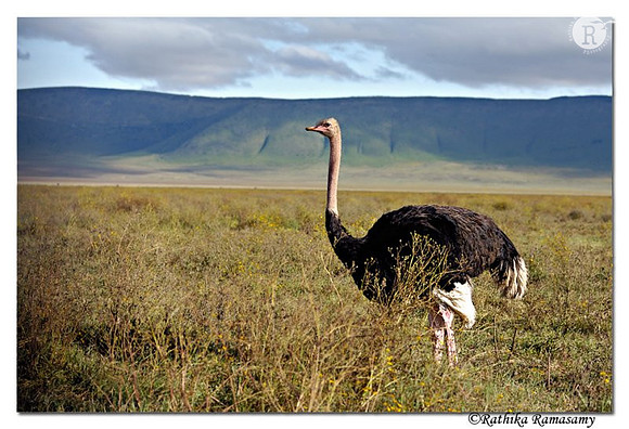 Ostrich_D2X8464