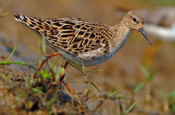 Ruff( Philomachus pugnax)_DD37739