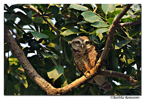 Spotted Owlet (Athene brama)_DD37369