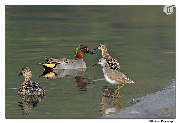 Conference  of Birds_DD35677
