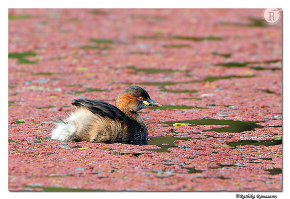 Little grebe_DD35284