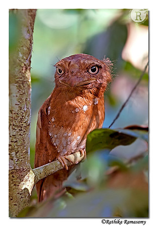 Srilankan Frogmouth-D2c0060