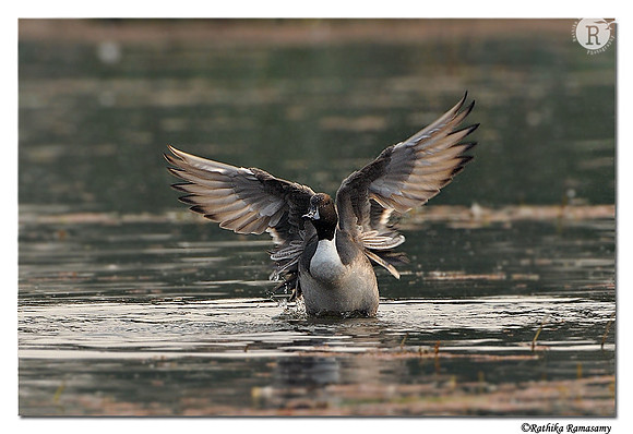 Northern Pintail (Anas acuta)_DD32308