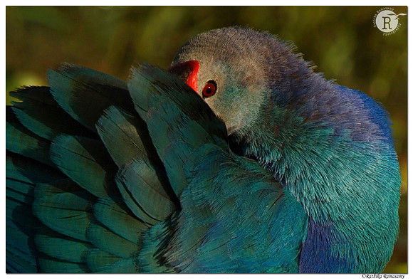Purple Swamhen (Porphyrio porphyrio)