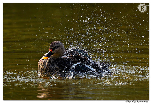 Spot-billed duck (Anas poecilorhyncha)_D4S3569