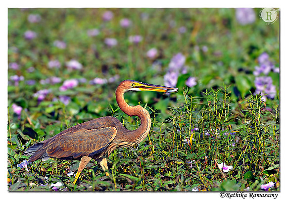 Purple Heron (Ardea purpurea)_DD36720