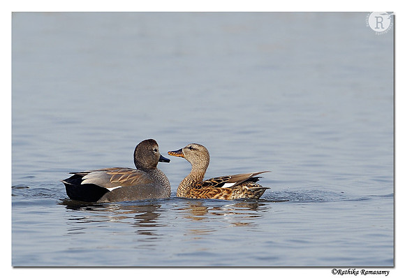 Gadwall (Anas strepera)_DD39433