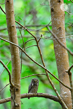 Jungle owlet (Glaucidium radiatum) _RRR7167