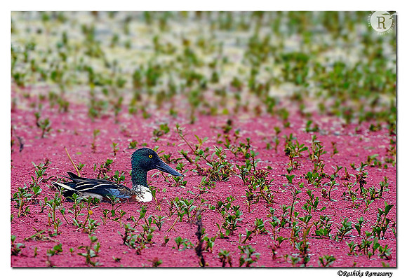 Northern Shoveler (Anas clypeata)_DD35273