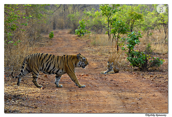 Father              Waghdoh Male &cub_D2X0025