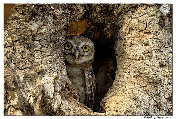 Spotted owlet (Athene brama)_D4R4509