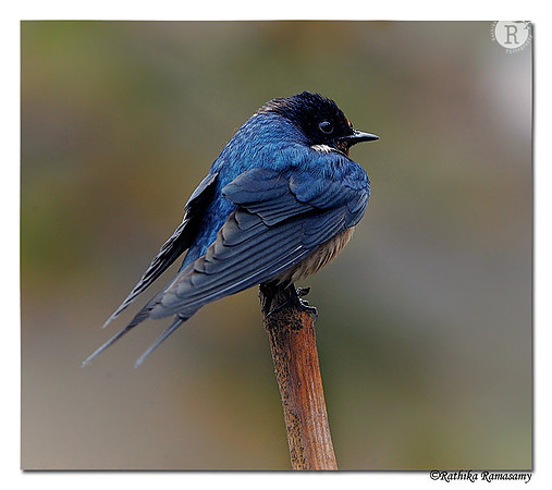 Wire-tailed Swallow (Hirundo smithii)_DD33199