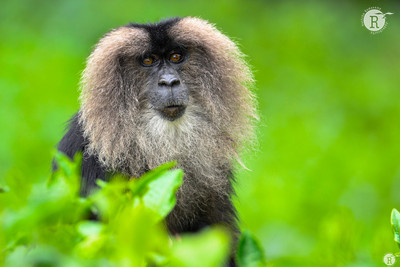 Lion-tailed macaque (Macaca silenus)_VAL1450