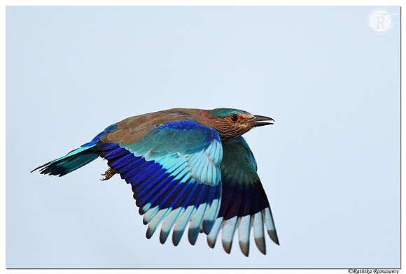 Indian roller_BID6225