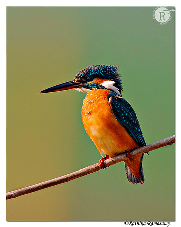 Common Kingfisher(Alcedo atthis)_DD31271