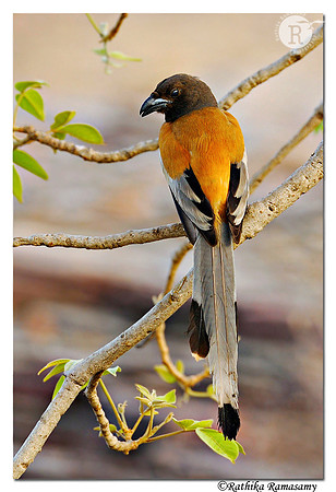 Rufous Treepie (Dendrocitta vagabunda)_DD33790