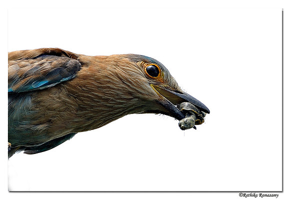 Indian Roller (Coracias benghalensis)_DD31000