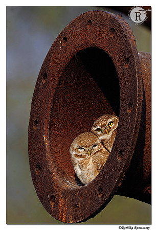 Spotted Owlet (Athene brama)_DD35627