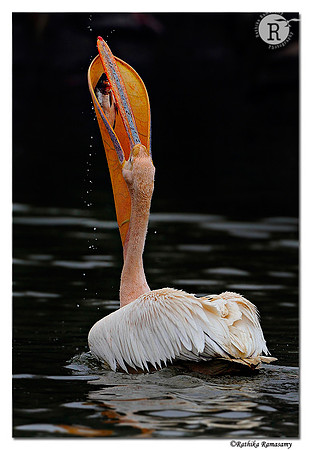 Rosy Pelican (Pelecanus Onocrotalus)_DD33391