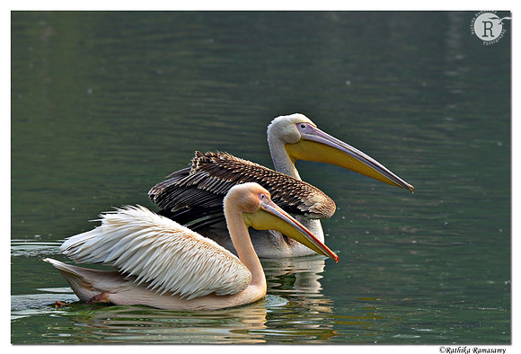 Pelican_D4R6250