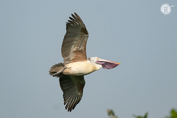 Pelican_DSC0464