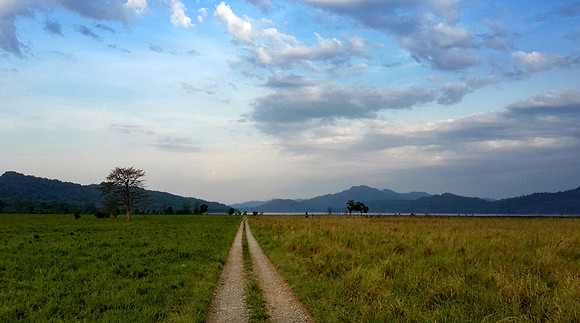 Dhikala- grassland