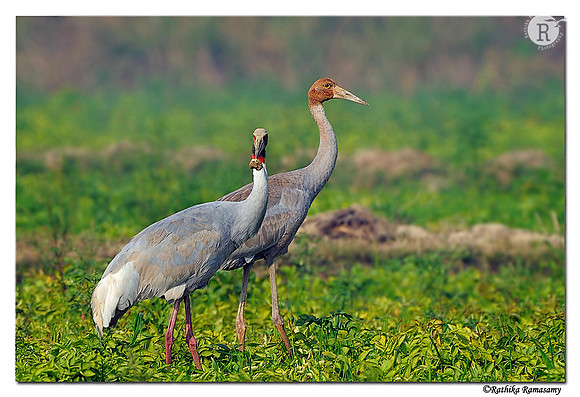 Sarus crane_DD35812