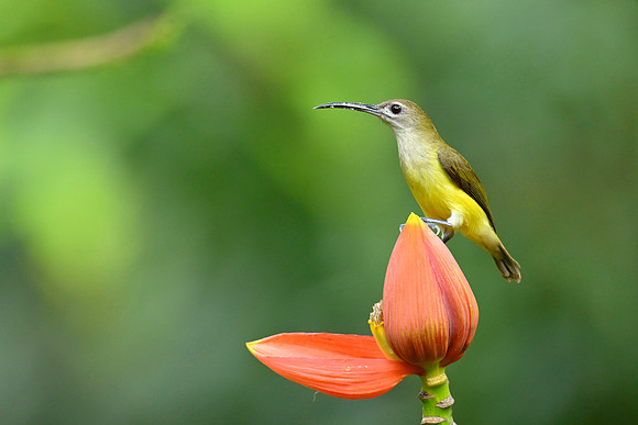 Little Spiderhunter_KAZ9572