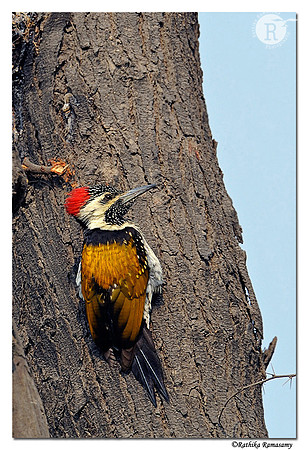 Greater Flameback(Chrysocolaptes lucidus)_DD35163