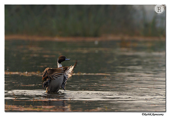 Northern Pintail (Anas acuta)_DD32303