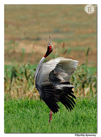 Sarus Crane (Grus antigone)_DD30900