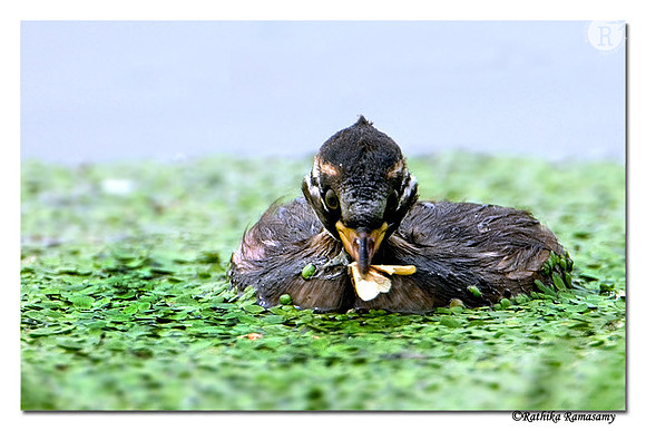 Little Grebe chick -4543