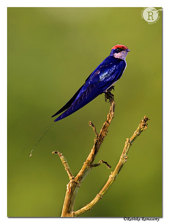 Wire-tailed Swallow (Hirundo smithii)