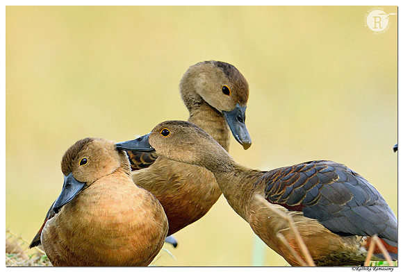 Lesser whistling duck (Dendrocygna javanica)_D500876