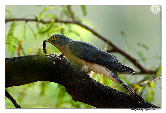Common Hawk-cuckoo(Cuculus varius )