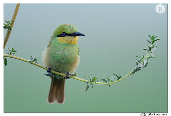 Green bee-eater (Merops orientalis) _D4R6818