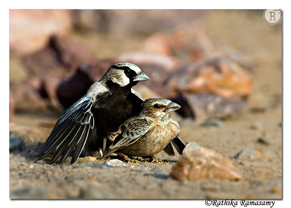 Ashy-crowned Sparrow(larkEremopterix grisea)