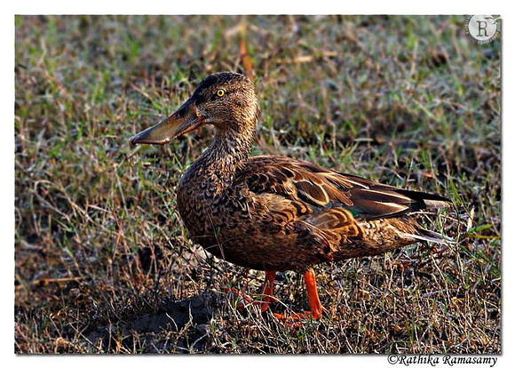 Northern Shoveler (Anas clypeata)_DD31098