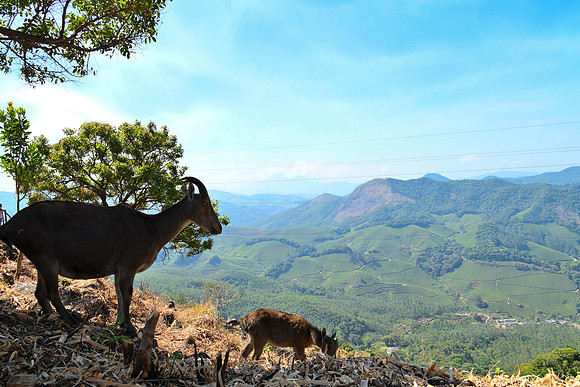 Nilgiri Tahr_RRM7898