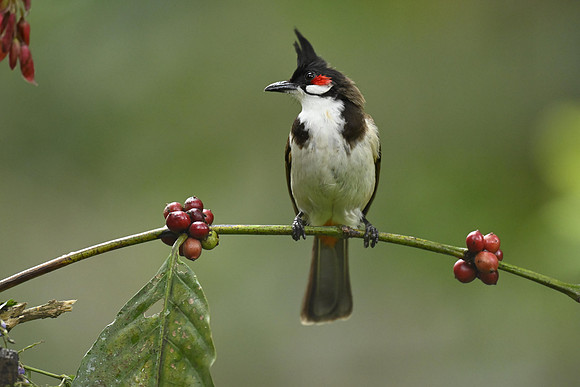 Red-whiskered bulbul_KAZ0793