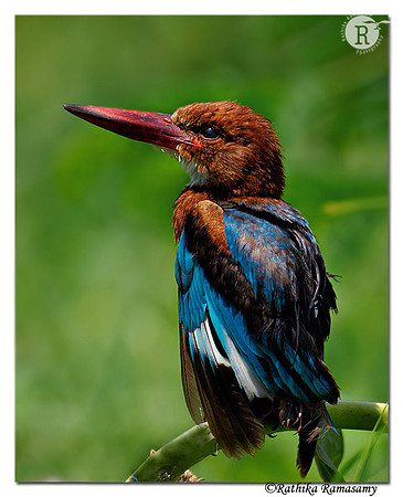 Juvenile White-throated Kingfisher( Halcyon smyrnensis)_DD39115